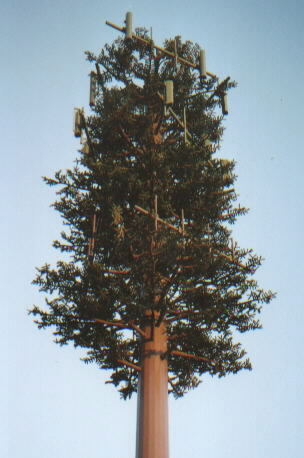 cellphone tower looks like a natural tree
